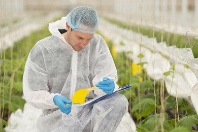 junior agricultural scientists researching plants and diseases in a greenhouse with cucumbers

