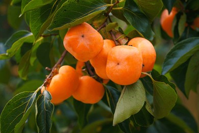 persimmon tree fresh fruit that is ripened hanging on the branches in the plant garden is a juicy fruit and ripe fruit with persimmon trees lovely crisp juicy sweet hard crisp varieties.