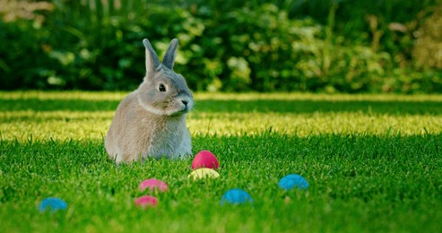 a gray rabbit sits on a lush green lawn surrounded by colorful easter eggs. the bright sunlight enhances the festive atmosphere, making it a perfect springtime scene. high quality photo