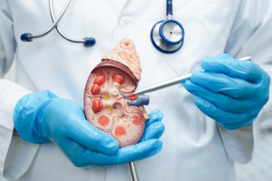 chronic kidney disease, doctor with model for treatment urinary system, urology, estimated glomerular filtration rate egfr.