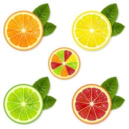 citrus fruit slice set of orange, lemon, lime, grapefruit