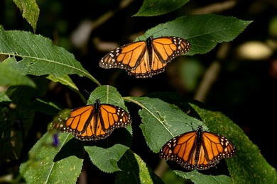 monarch butterfly (danaus plexippus) methuselah in the monarch butterfly biosphere reserve in rosario, michoacan