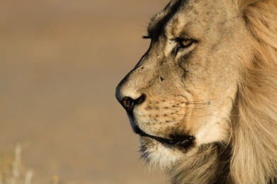 lion stare head shot