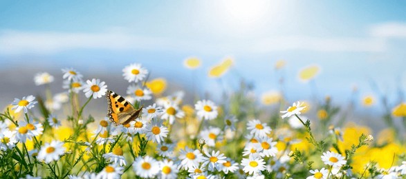 beautiful field of daisies and butterfly against blue sky in nature in spring summer.