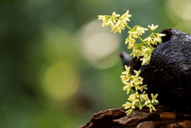 osmanthus fragrans or kinmokusei branch flowers on natural background.