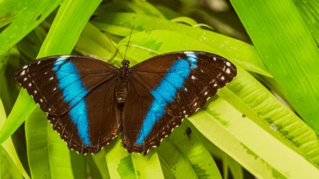 morpho helenor, helenor blue morpho butterfly, on a sunny summer day