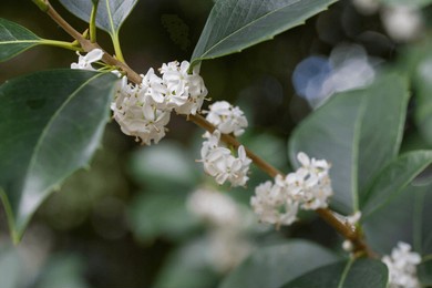 osmanthus fragrans macro. small white flowers on a branch in the garden selective focus. the fragrance of osmanthus flowers is used in perfumery.