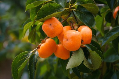 persimmon tree fresh fruit that is ripened hanging on the branches in the plant garden is a juicy fruit and ripe fruit with persimmon trees lovely crisp juicy sweet hard crisp varieties.