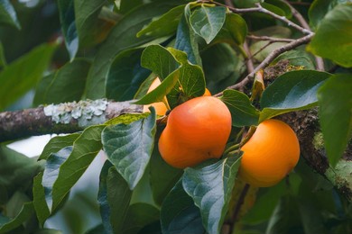 persimmon tree fresh fruit that is ripened hanging on the branches in the plant garden is a juicy fruit and ripe fruit with persimmon trees lovely crisp juicy sweet hard crisp varieties.