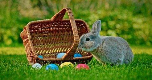 gray rabbit in green grass near a wicker basket with colorful easter eggs scattered around, symbolizing easter and spring. high quality photo