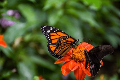 beautiful butterflies of different species and owl eye from the butterfly farm in medellin, colombia