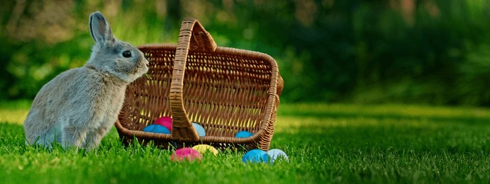 gray rabbit standing on green grass next to a wicker basket filled with colorful easter eggs, with a blurred garden in the background. high quality photo
