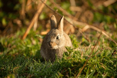 cute wild baby rabbit close up in a rural field in norfolk england