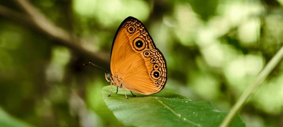 mycalesis, a yellow bush butterfly, is a genus of brush-footed butterflies. it is commonly found in warm regions from central asia, australia and papua