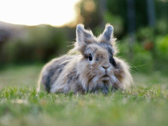 a dwarf rabbit lies on the green grass and rests