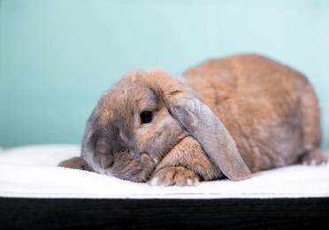 a brown lop eared pet rabbit lying down with its head down
