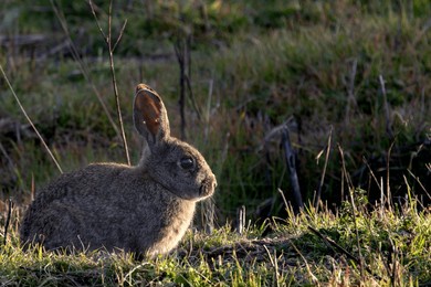 photograph of a rabbit in profile at sunset, with warm and soft lighting that highlights its silhouette. the image captures a peaceful moment in nature, with a blurred background adding depth and a se