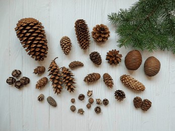 different types of pine cones - cedar, cypress, pine, maritime pine, douglas fir, sequoia, spruce, white pine 