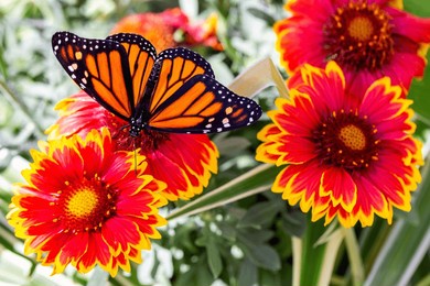 colorful milkweed butterfly feeding on nectar from garden blanket flower with fiery orange red yellow blossoms. danaus plexippus on gaillardia