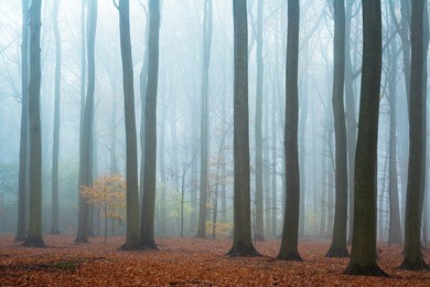 misty autumn beech forest; ground covered by fallen leaves