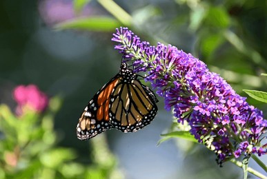 a monarch butterfly feeding on the nectar of a buddleja butterfly bush with purple flowers, while in the shadow of the plant, on a bright summer day on the north fork of long island, ny.