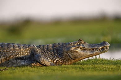 yacare caiman (caiman yacare), side view, near cambyretá, esteros del iberá, corrientes province, argentina, south america