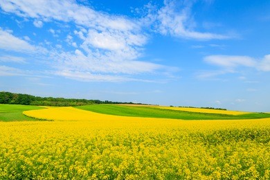 yellow rapeseed flowers on field with blue sky and clouds, burgenland, austria