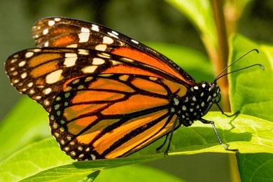 monarch butterfly flying on flower (danaus plexippus)