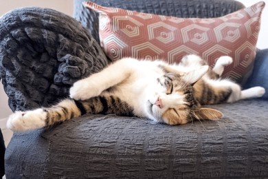 cute cat funny sleeping, relaxing, resting, looking on a bed or sofa. cat sleep calm and relax. muzzle of a sleeping cat with closed eyes. cat house indoors pet ownership, pet friendship concept