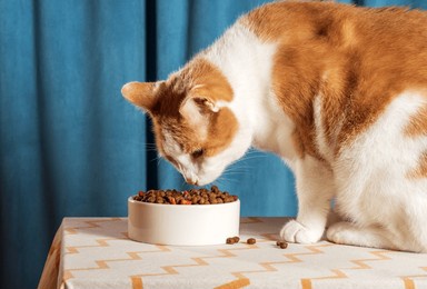cute white and orange cat eats crispy cat's food on a blue background 