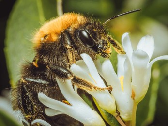 a close up of a pollen covered buff-tailed bumblebee feeding on burkwood osmanthus flowers