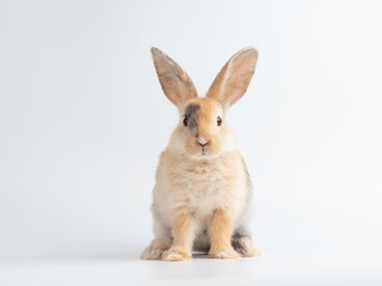 baby cute rabbit with tri-colored fur sitting on white background. baby rabbit pet is adorable.