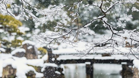 a tranquil winter landscape featuring delicate, snow-covered tree branches in the foreground. snowflakes gently fall, creating a dreamy and peaceful atmosphere.