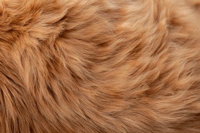 fluffy cat fur that makes you want to touch it