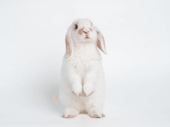 white cute holland lop rabbit standing isolated on white background. lovely action of holland lop rabbit.
