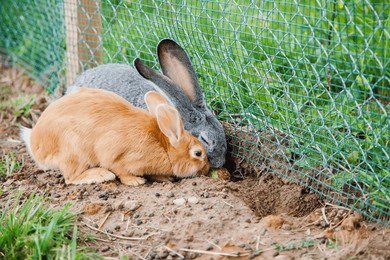 two rabbits are actively digging next to a wire fence in a grassy area. the brown and grey rabbits display natural behavior as they interact with their outdoor environment.