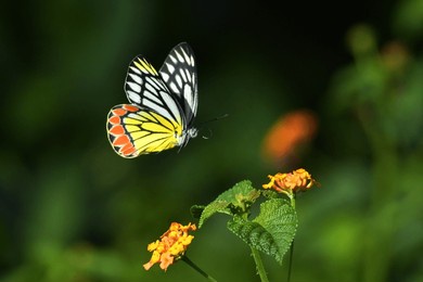common jezebel butterfly flying around colourful wild lantanas flower