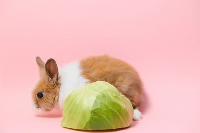 little rabbit shot on pink background.