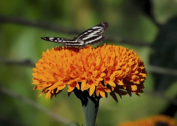"a beautiful black and white butterfly delicately rests on a vibrant orange marigold flower. the bright colors and sharp focus capture the essence of nature's beauty,while the blurred green backgroun"