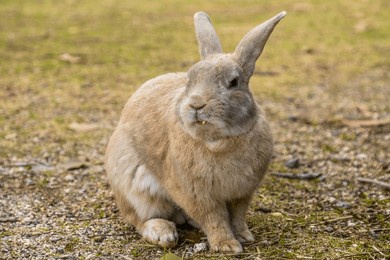 adorable rabbit on okunoshima, the rabbit island of japan.
