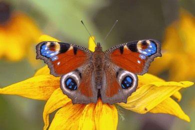 the european peacock (aglais io) is a colourful butterfly, found in europe and temperate asia as far east as japan.