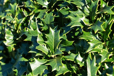 glossy, holly-like leaves of osmanthus heterophyllus basking in warm, natural sunlight.