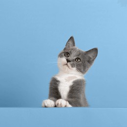 cute little gray cat, on pastel background, looks and plays. buisiness banner, concept, template, copy space.