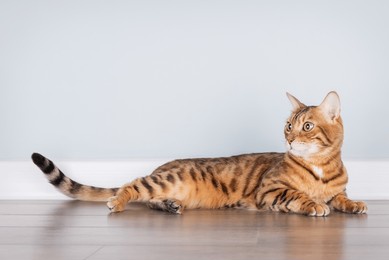 bengal cat with distinctive spotted coat rests comfortably on the floor against a clean blue wall. perfect for pet-related themes, animal care advertisements, or cozy home interior concepts.