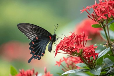 papilio iswara great helen beautiful black butter
