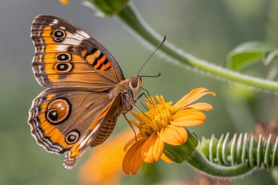 closeup of colorful buckeye butterfly junonia coe
