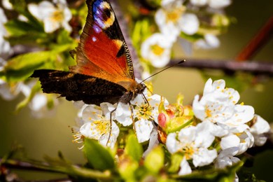 the peacock eye butterfly feasts on the nectar of spring flowers