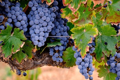 merlot grape, son bordils vineyard, inca, mallorca, balearic islands, spain, europe