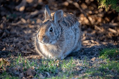 wild bunny rabbit outdoors yard garden. brown beige tan white fur camouflage camouflaged hidden hard to see spot. grass. dappled sunlight. early spring springtime april. big ears bright eyes. adorable