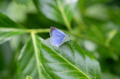 close up of a celastrina argiolus butterfly